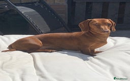 Miniature Dachshund dogs for sale: Red dapple miniature dachshund, beautiful female - Image 6