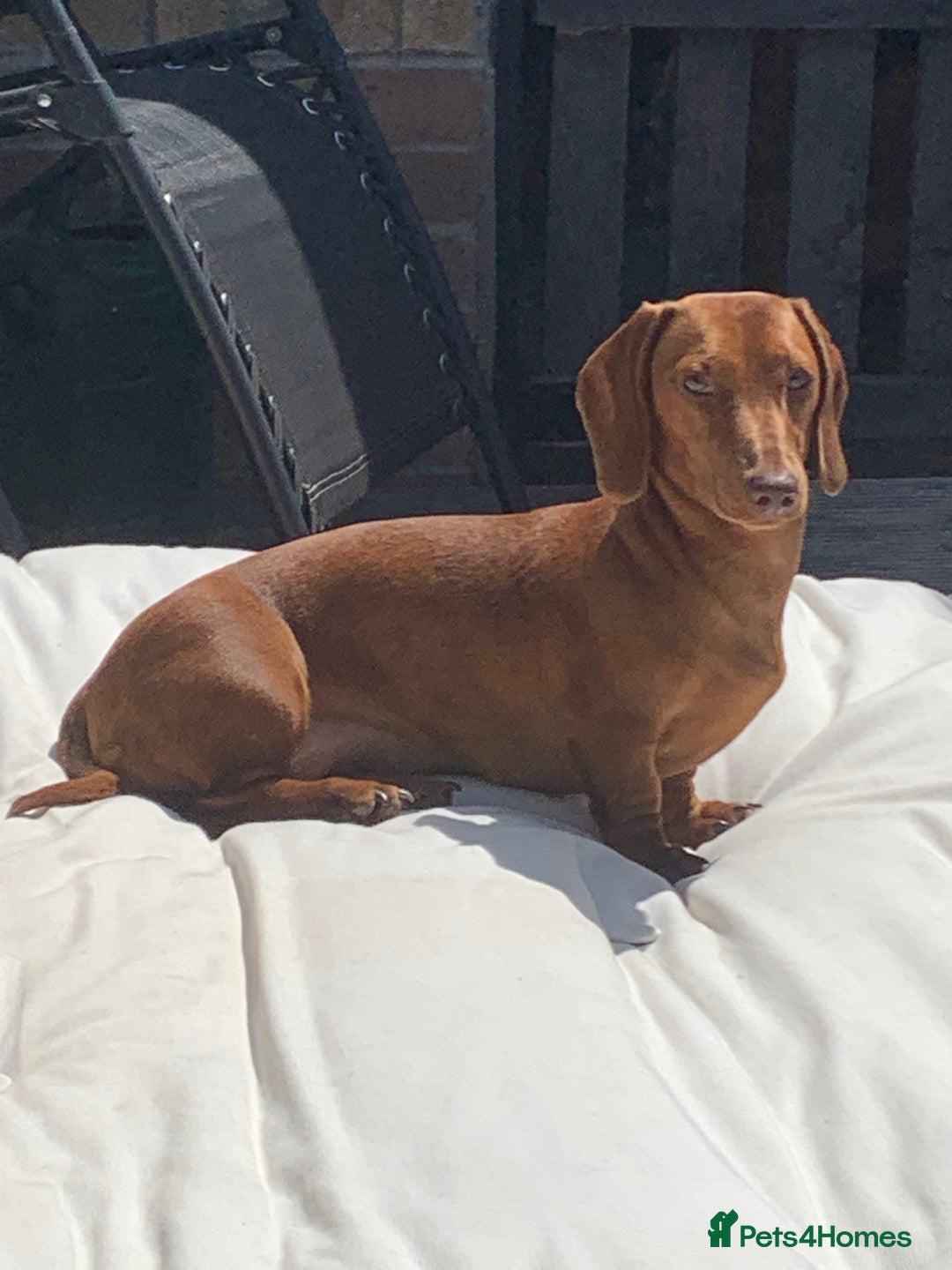 Miniature Dachshund dogs for sale: Red dapple miniature dachshund, beautiful female - Image 6