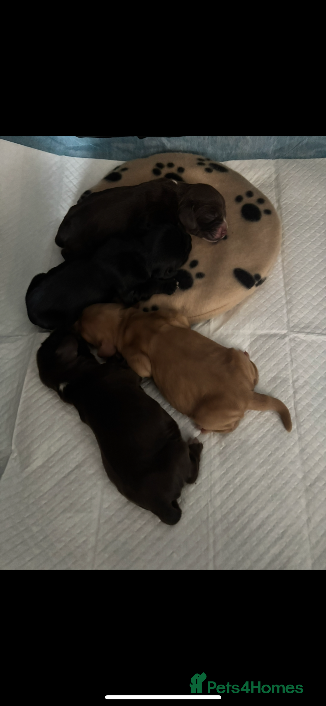 Cocker Spaniel dogs for sale: 🐶 COCKER SPANIEL PUPPIES 🐶  - Advert 15