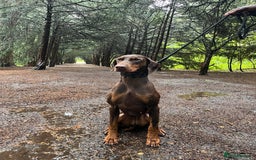 Dobermann dogs for sale: Fully trained Champion dobermann 🥇  - Image 1