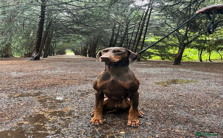 Dobermann dogs - Advert 1