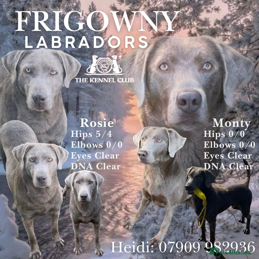Labrador Retriever dogs for sale: 🩶 Stunning Silver Labrador Puppies 🩶 - Advert 2