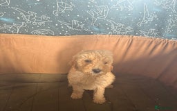 Mixed Breed dogs for sale: minature goldendoodles  - Image 5