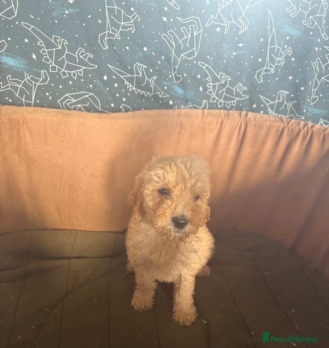 Mixed Breed dogs for sale: minature goldendoodles  - Image 5