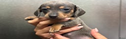 Miniature Dachshund dogs for sale: Miniature dachshunds (pink carriers)  - Advert 2