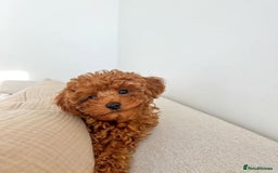 Toy Poodle dogs for sale: Beautiful Red Toy Poodle puppies  - Image 12