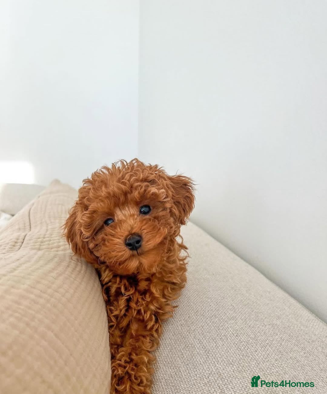 Toy Poodle dogs for sale: Beautiful Red Toy Poodle puppies  - Image 12
