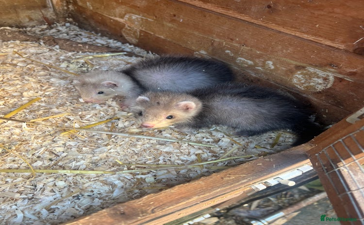 Ferret rodents - Advert 5