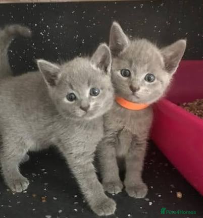 Russian Blue cats Beautiful Russian Blue kittens - Advert 1