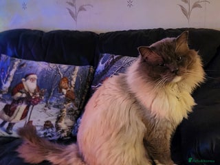 Ragdoll cats Beautiful ragdoll available for stud duties in Poulton-le-Fylde - Advert 12
