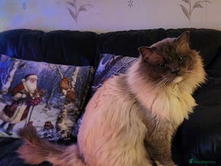Ragdoll cats Beautiful ragdoll available for stud duties in Poulton-le-Fylde - Advert 18