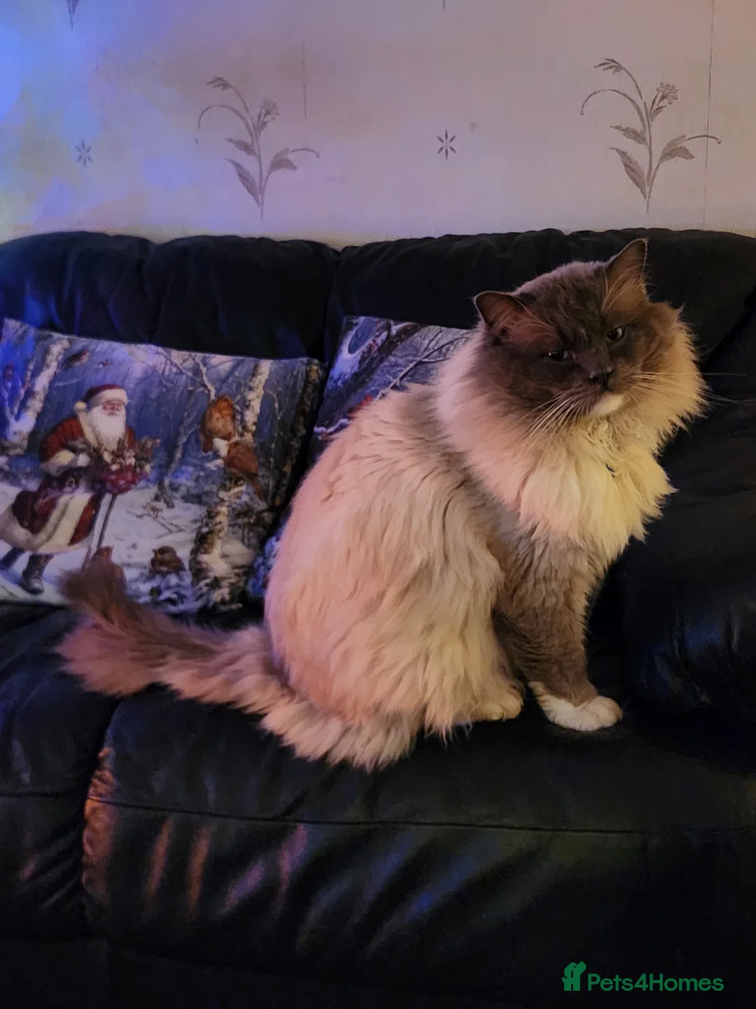 Ragdoll cats for stud: Beautiful ragdoll available for stud duties in Poulton-le-Fylde - Advert 1