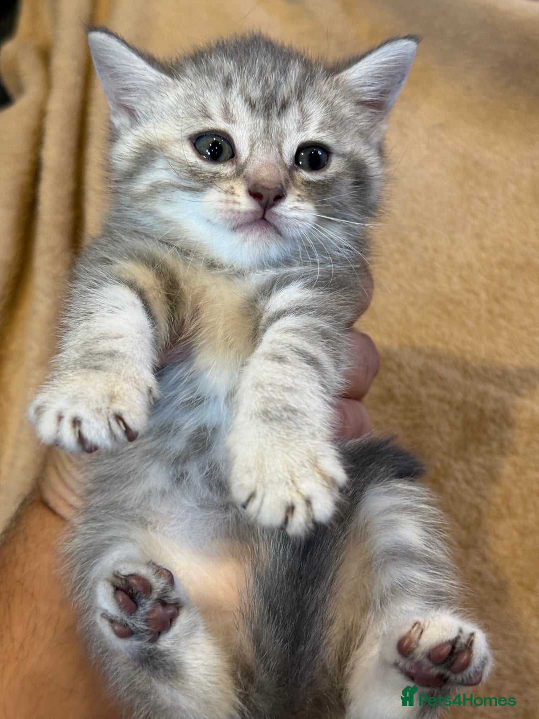 British Shorthair cats for sale: British shorthair hair kittens  - Image 6