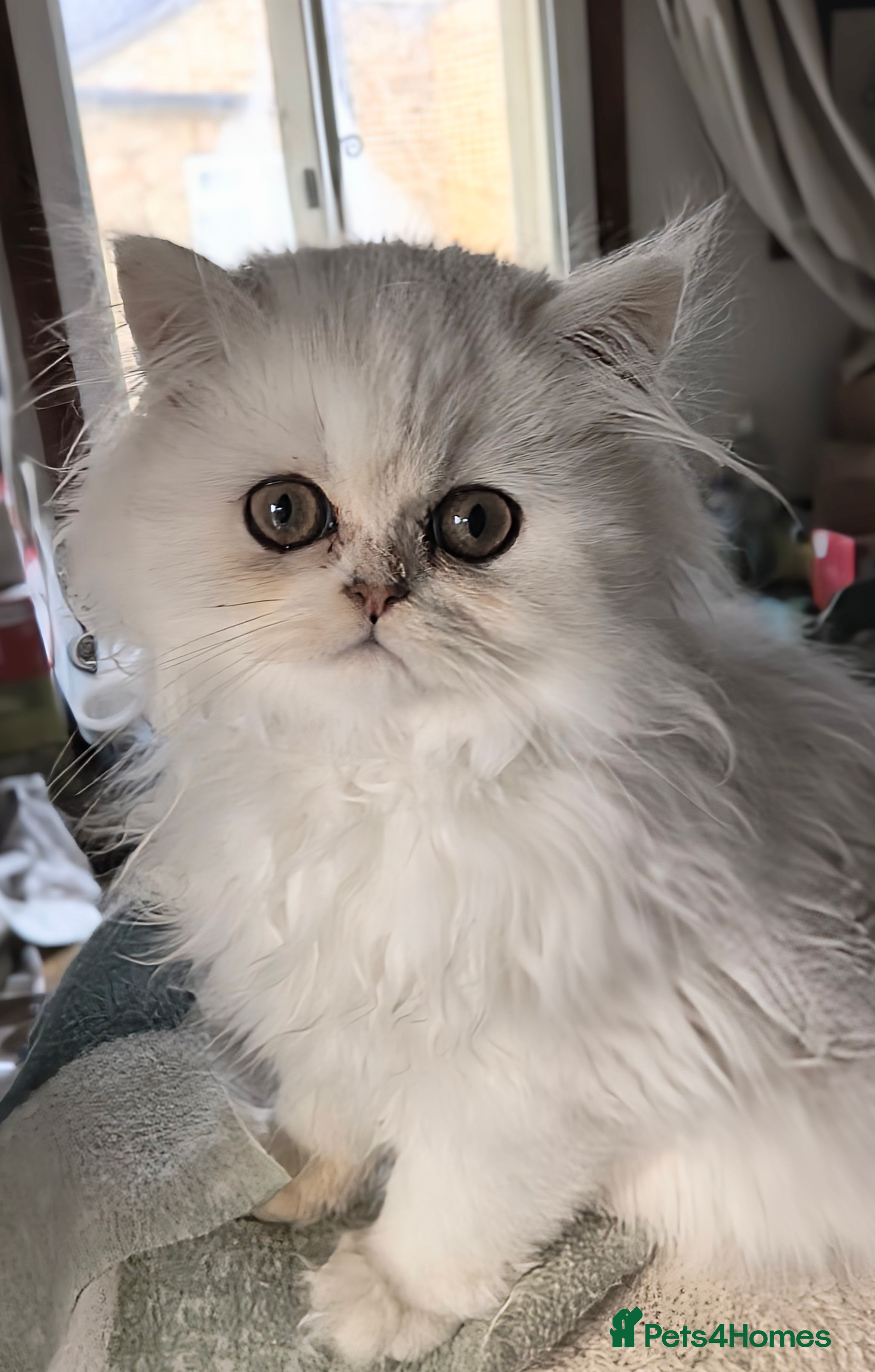 Persian cats 🍁White black tipped Persian kittens ready now - Advert 1