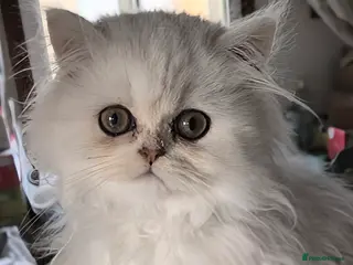 Persian cats 🍁White black tipped Persian kittens ready now - Advert 1