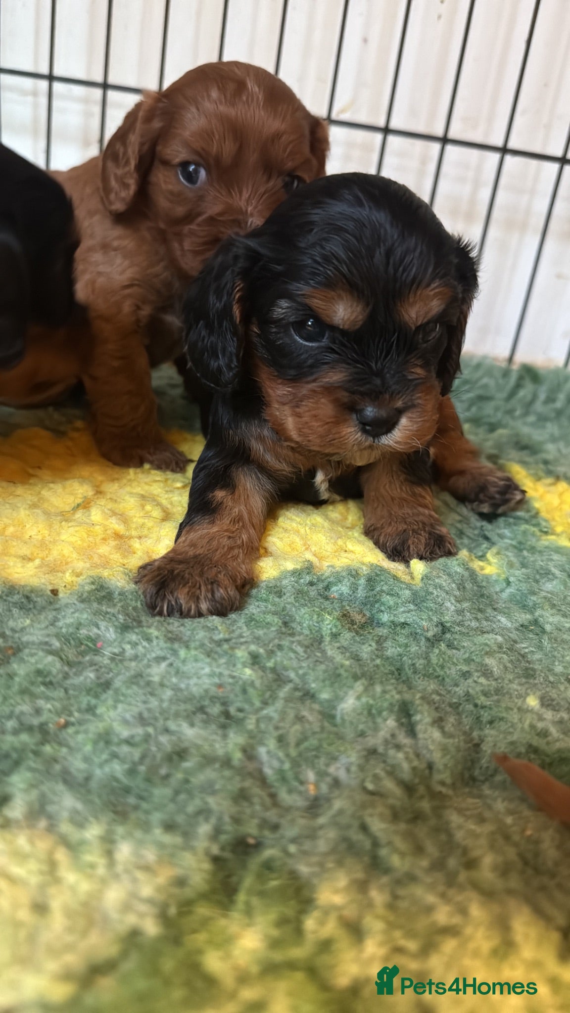 Cavapoo dogs Amazing Black and Tan Cavapoo’s 💙❤️ - Advert 14