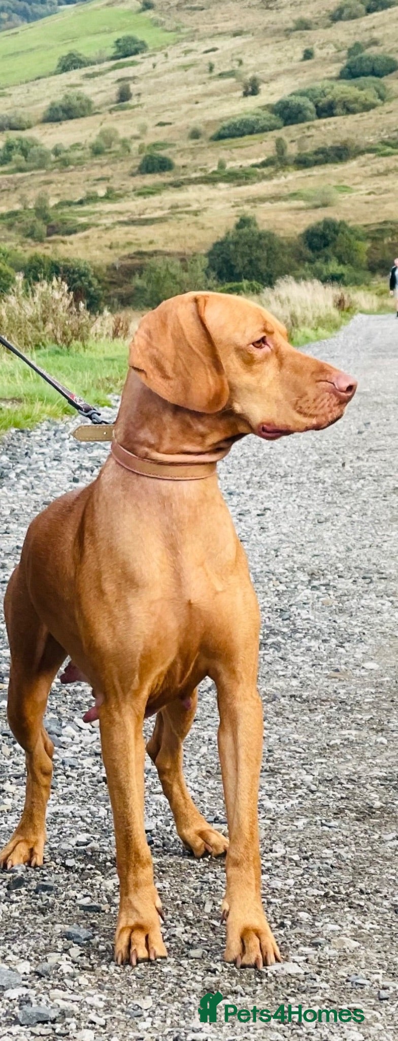 Hungarian Vizsla dogs Premium Male Hungarian Vizsla Puppies  - Advert 2