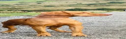 Hungarian Vizsla dogs for sale: Premium Male Hungarian Vizsla Puppies  - Advert 2