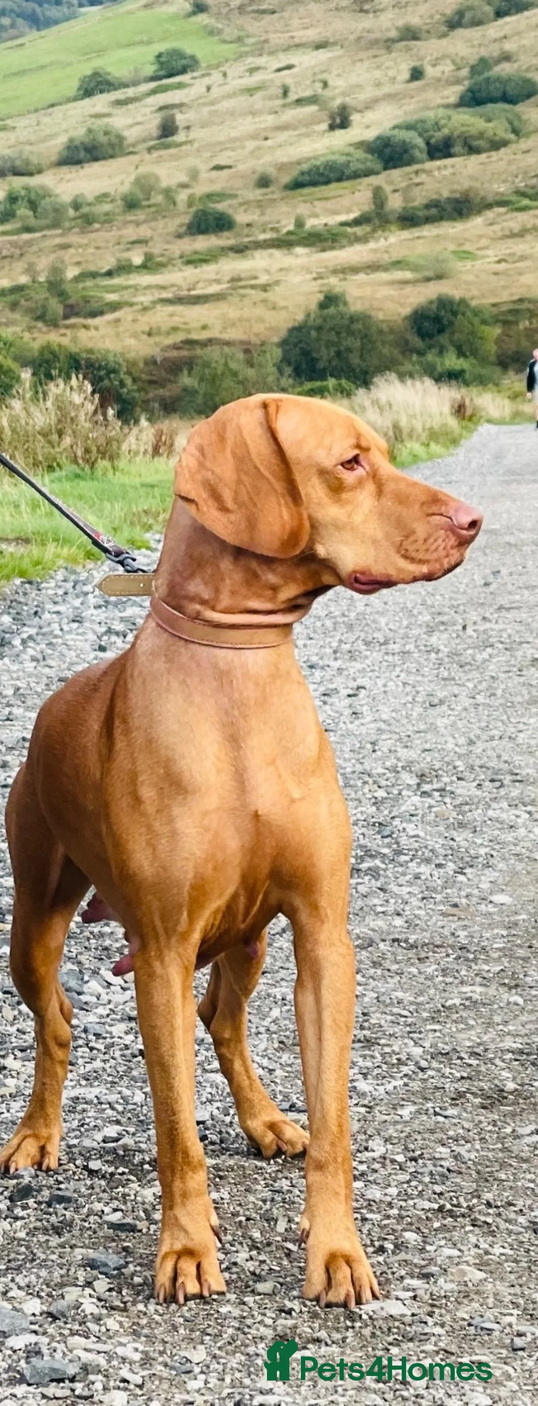 Hungarian Vizsla dogs for sale: Premium Male Hungarian Vizsla Puppies  - Advert 2