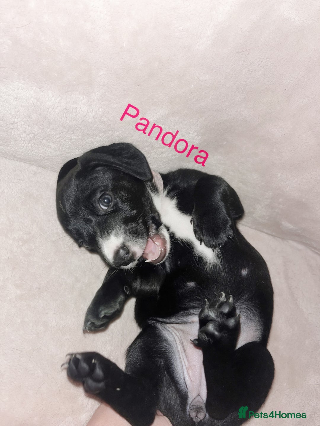 Mixed Breed dogs for sale: Dalmatian x dachshund  - Advert 19