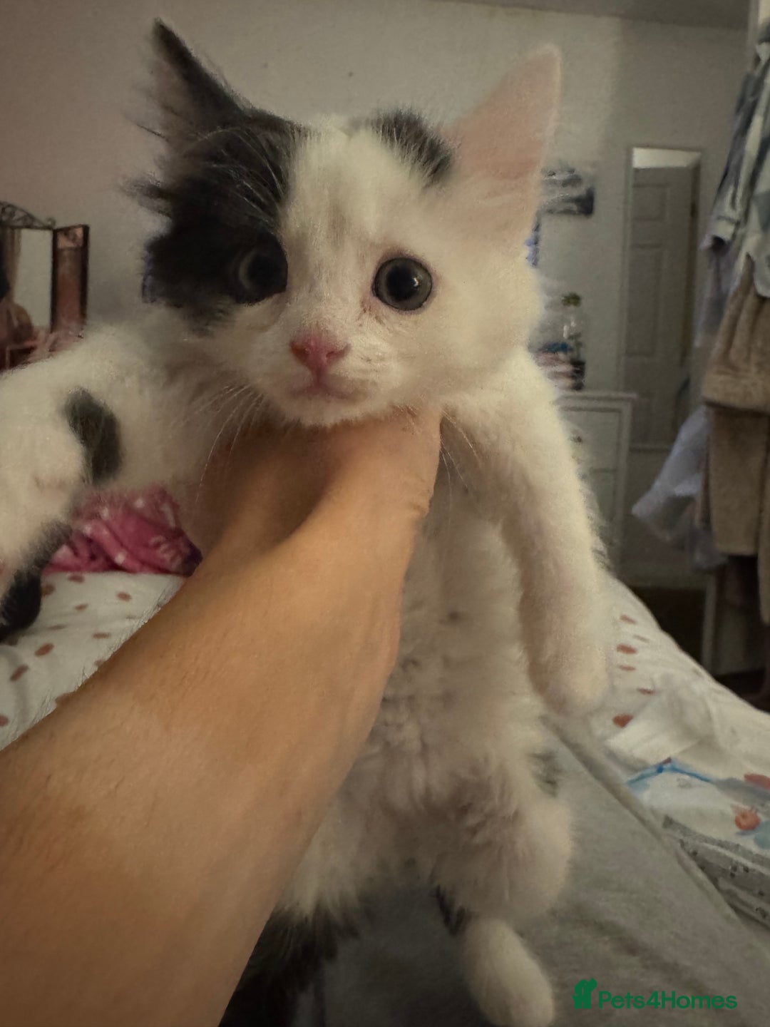 Mixed Breed cats for sale: 3 Male kittens  - Image 3