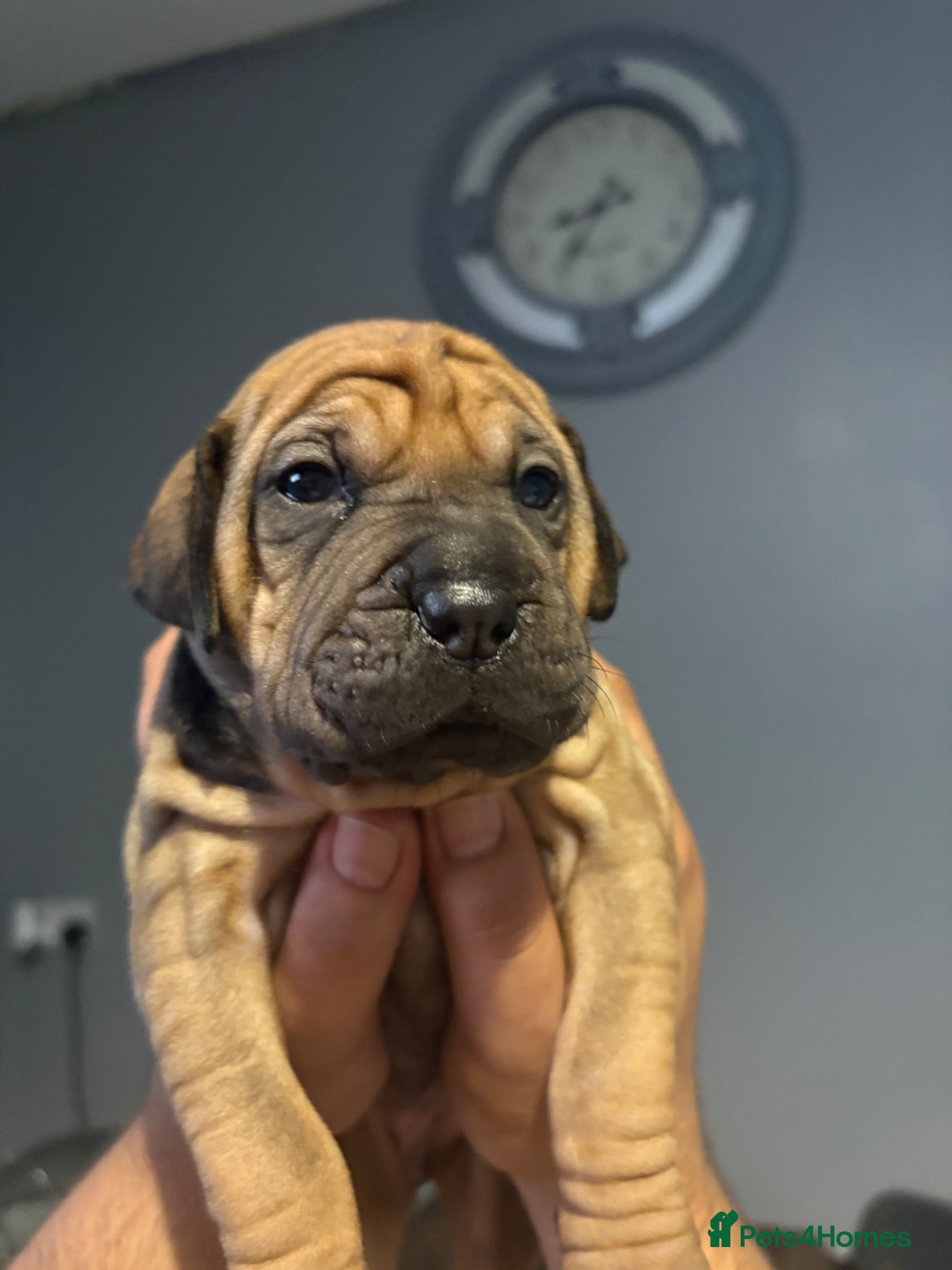 Mixed Breed dogs Shar Pei x Staff x Working Cocker Spaniel puppies - Advert 6