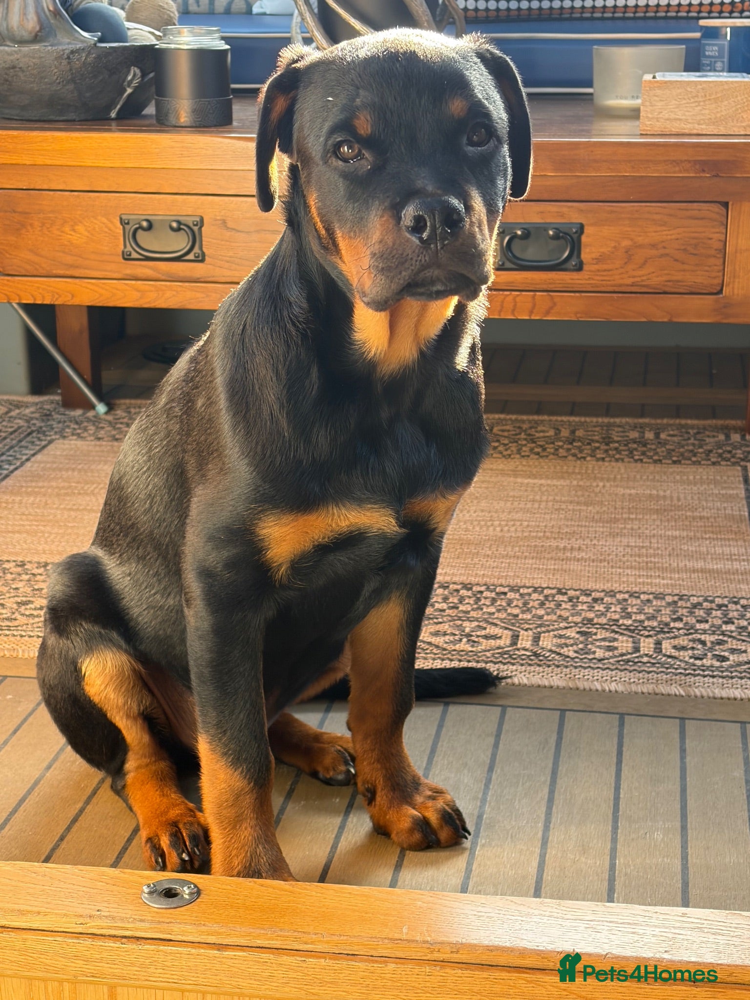 Rottweiler dogs 6 month old male rottweiler - Advert 2
