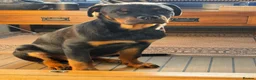Rottweiler dogs for sale: 6 month old male rottweiler in Gloucester - Advert 1