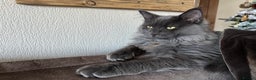 Maine Coon cats for sale: BlueSmoke Male Maine Coon🐾TICA Reg! ACTIVE!!  - Advert 7