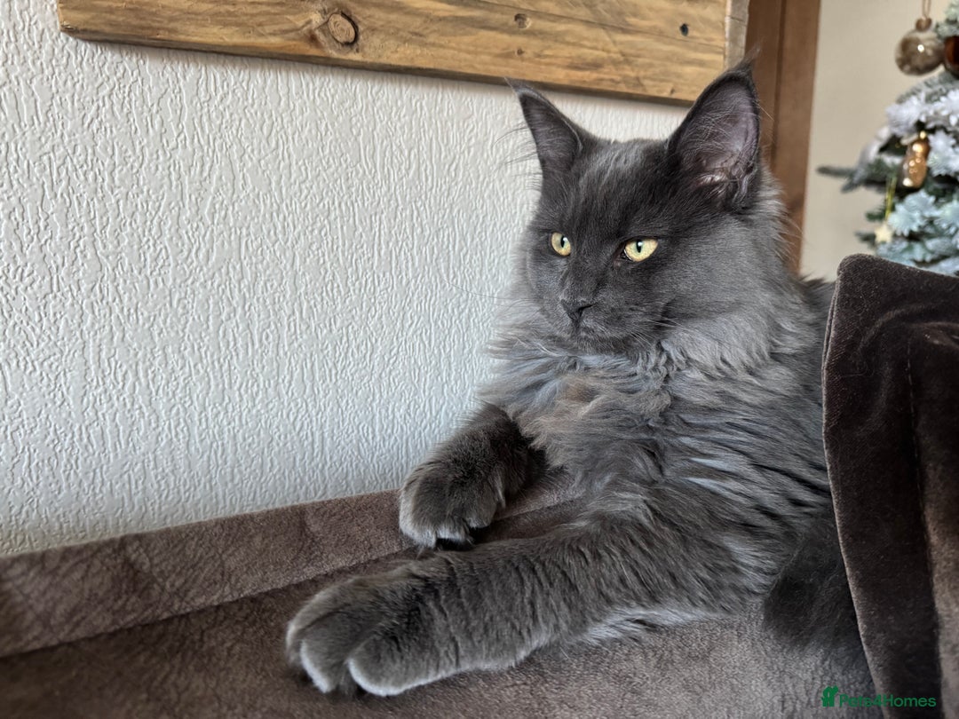 Maine Coon cats for sale: BlueSmoke Male Maine Coon🐾TICA Reg! ACTIVE!!  - Advert 7
