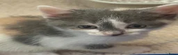 Domestic Shorthair cats for sale: Stunning kittens raised in a family home - Advert 9