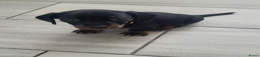 Miniature Dachshund Puppy 4
