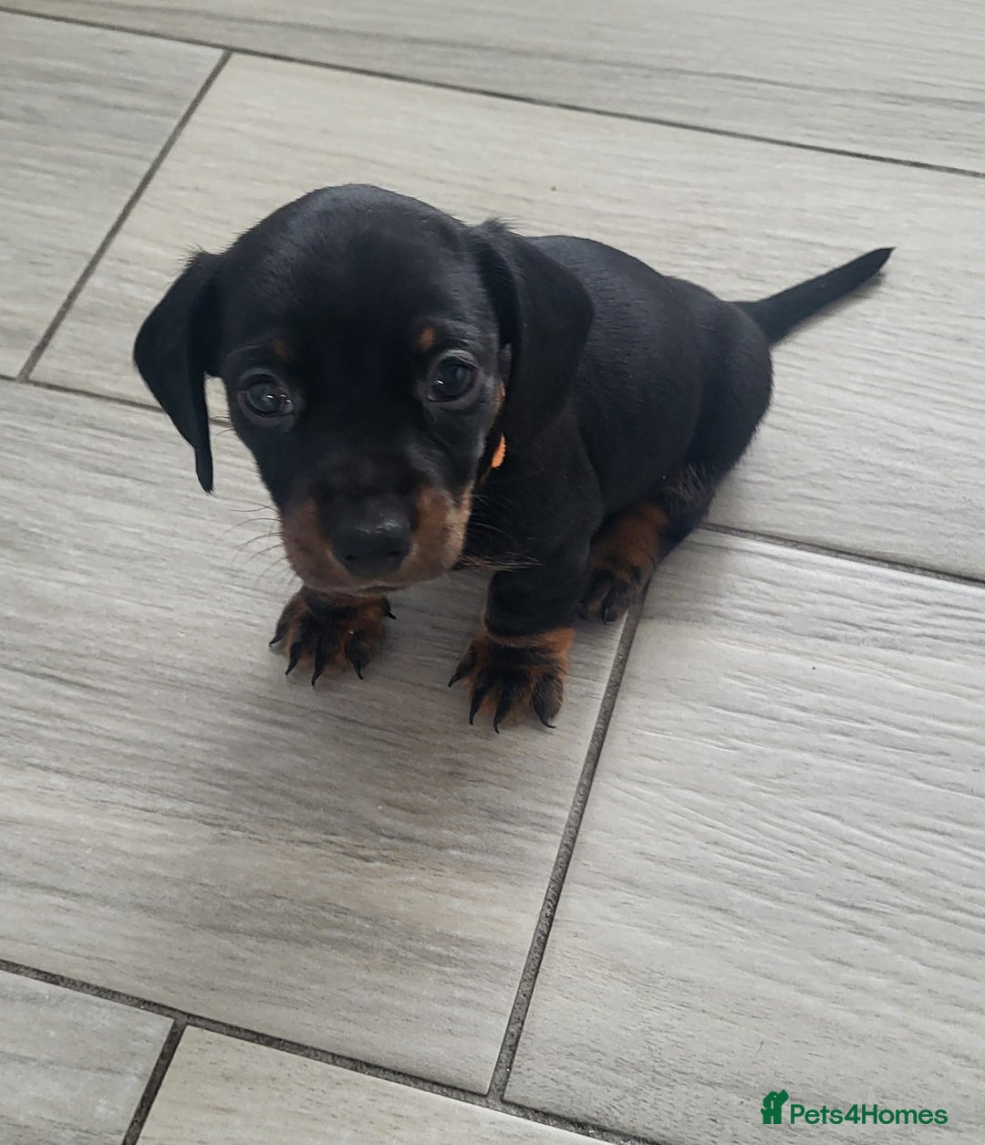 Miniature Dachshund dogs for sale: 4 female smooth haired miniature dachshunds  - Image 2