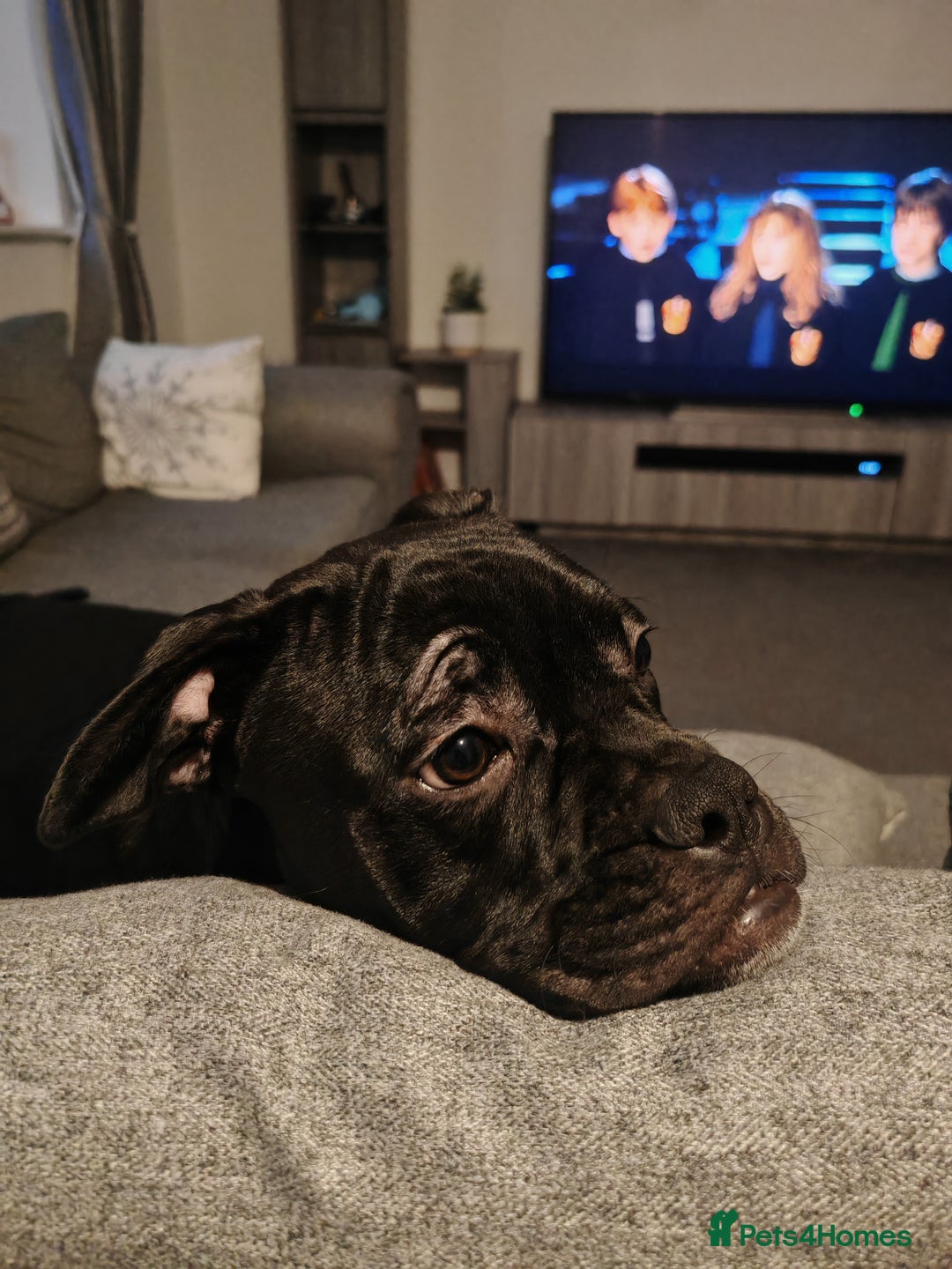 Mixed Breed dogs for sale: Mickey 🐕 - Advert 5