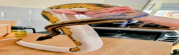 Python Snake reptiles for sale: FEMALE PIED 100% Het ALBINO 50% het CLOWN - Advert 11