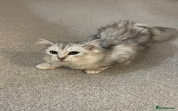 Siberian cats for sale: Siberian cat - Advert 4