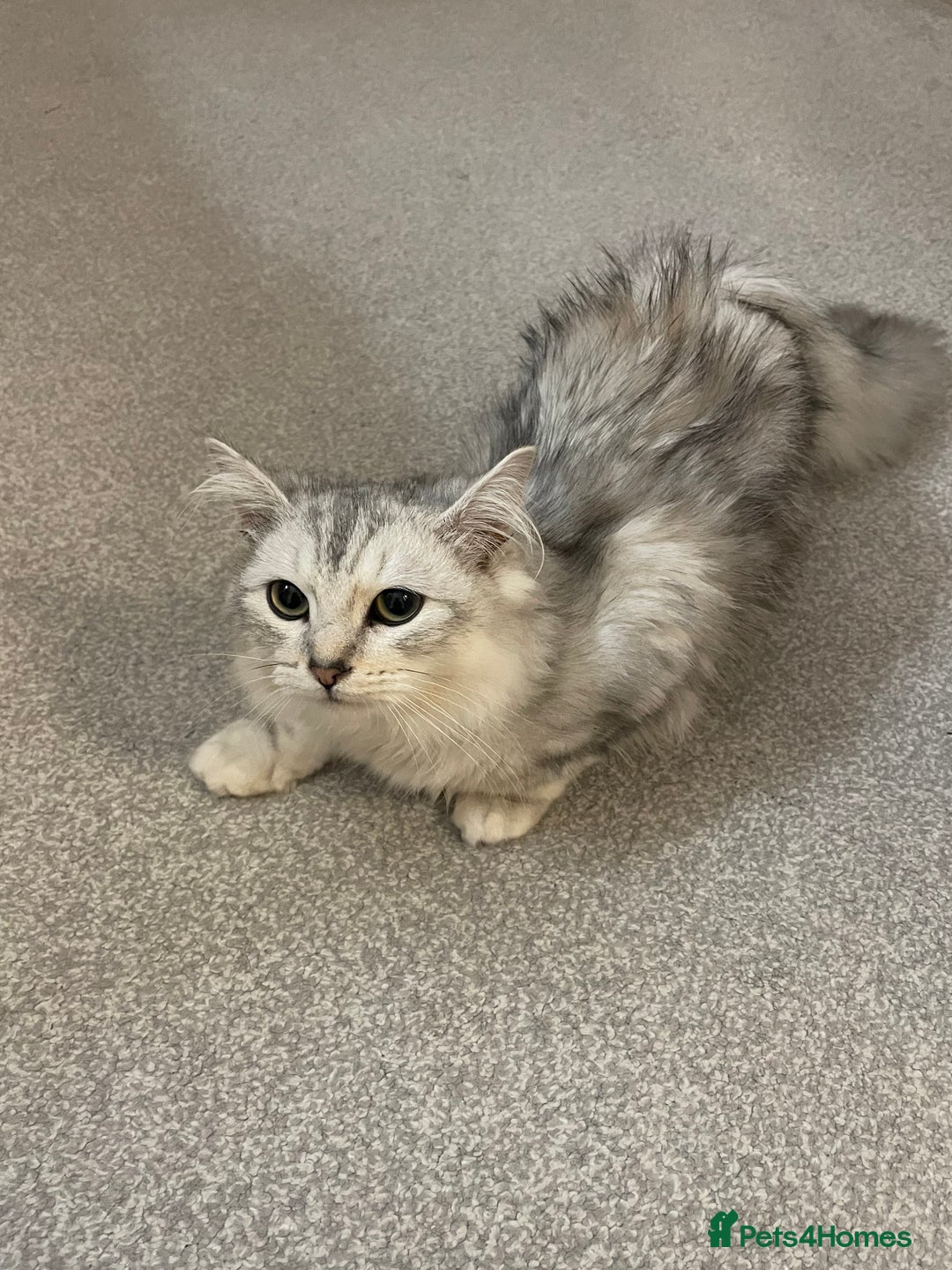 Siberian cats for sale: Siberian cat - Advert 4