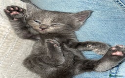 Maine Coon cats for sale: Main Coon Ragdoll Kitten - Image 2