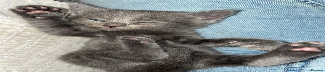 Flash - Dark grey & Light stripe