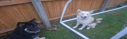 Mixed Breed dogs for sale: Alaskan shepherd  - Advert 5