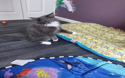Norwegian Forest Cat cats for sale: GCCF PEDIGREE NORWEGIAN FOREST KITTEN READY NOW! - Image 1