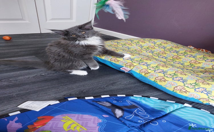 Norwegian Forest Cat cats - Advert 1