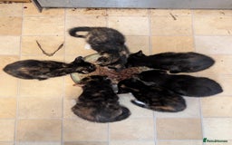 Mixed Breed cats for sale: Lovely little kittens - Image 6