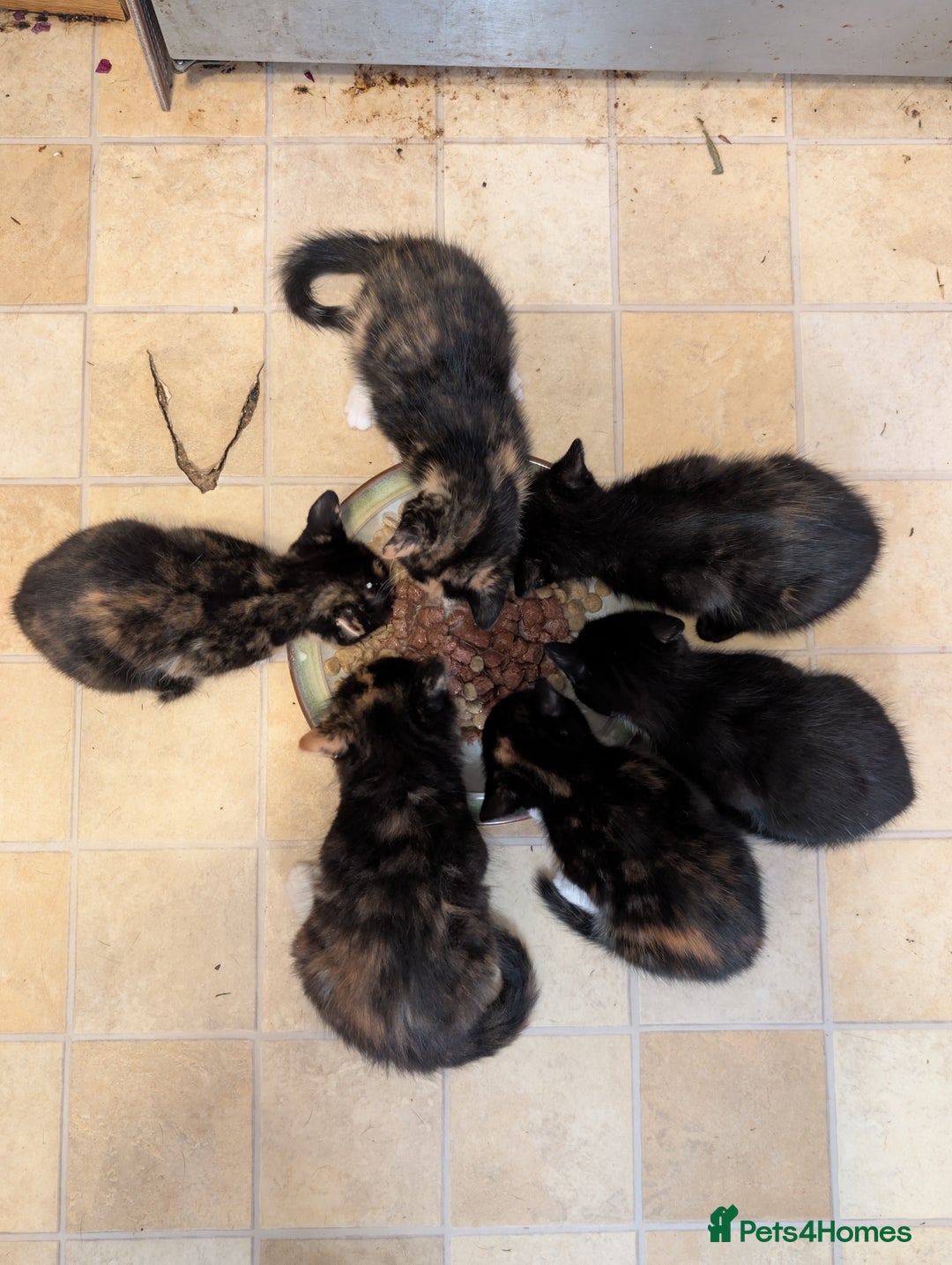 Mixed Breed cats for sale: Lovely little kittens - Image 6