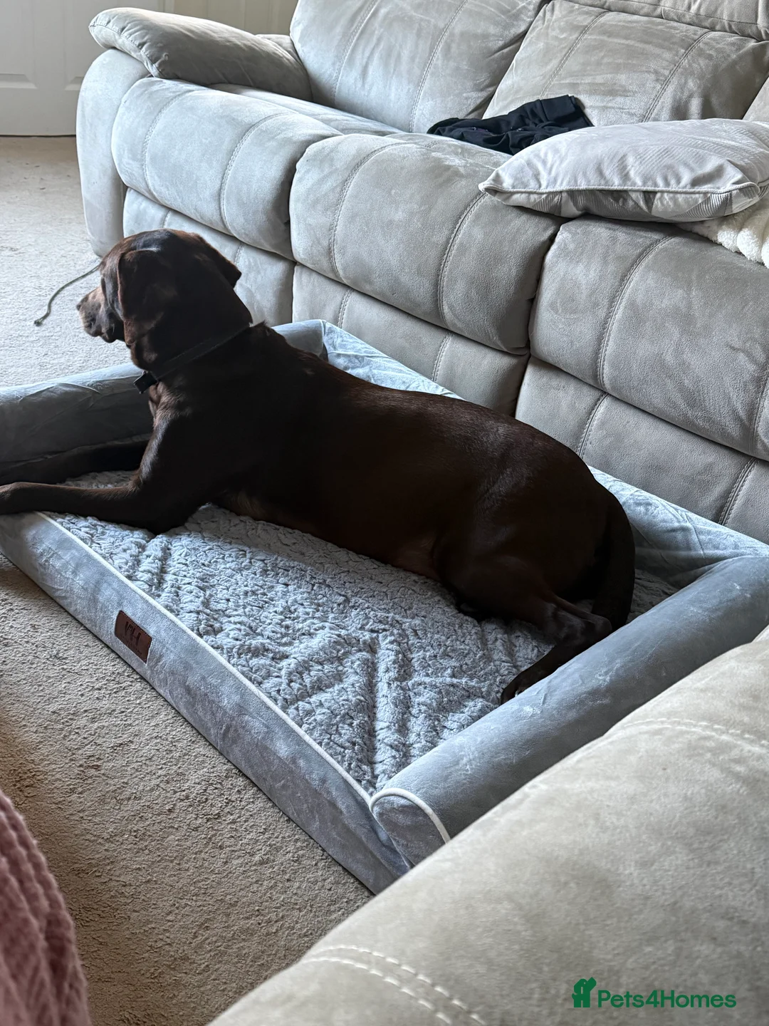 Labrador Retriever dogs for sale: KC registered Chocolate and Black labrador puppies - Advert 5