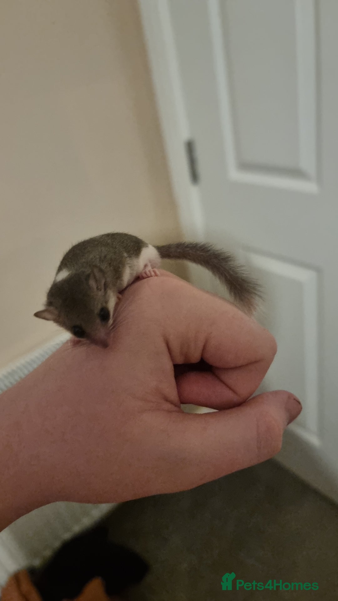 Mouse rodents for sale: Pied African Pygmy Dormice  - Advert 14