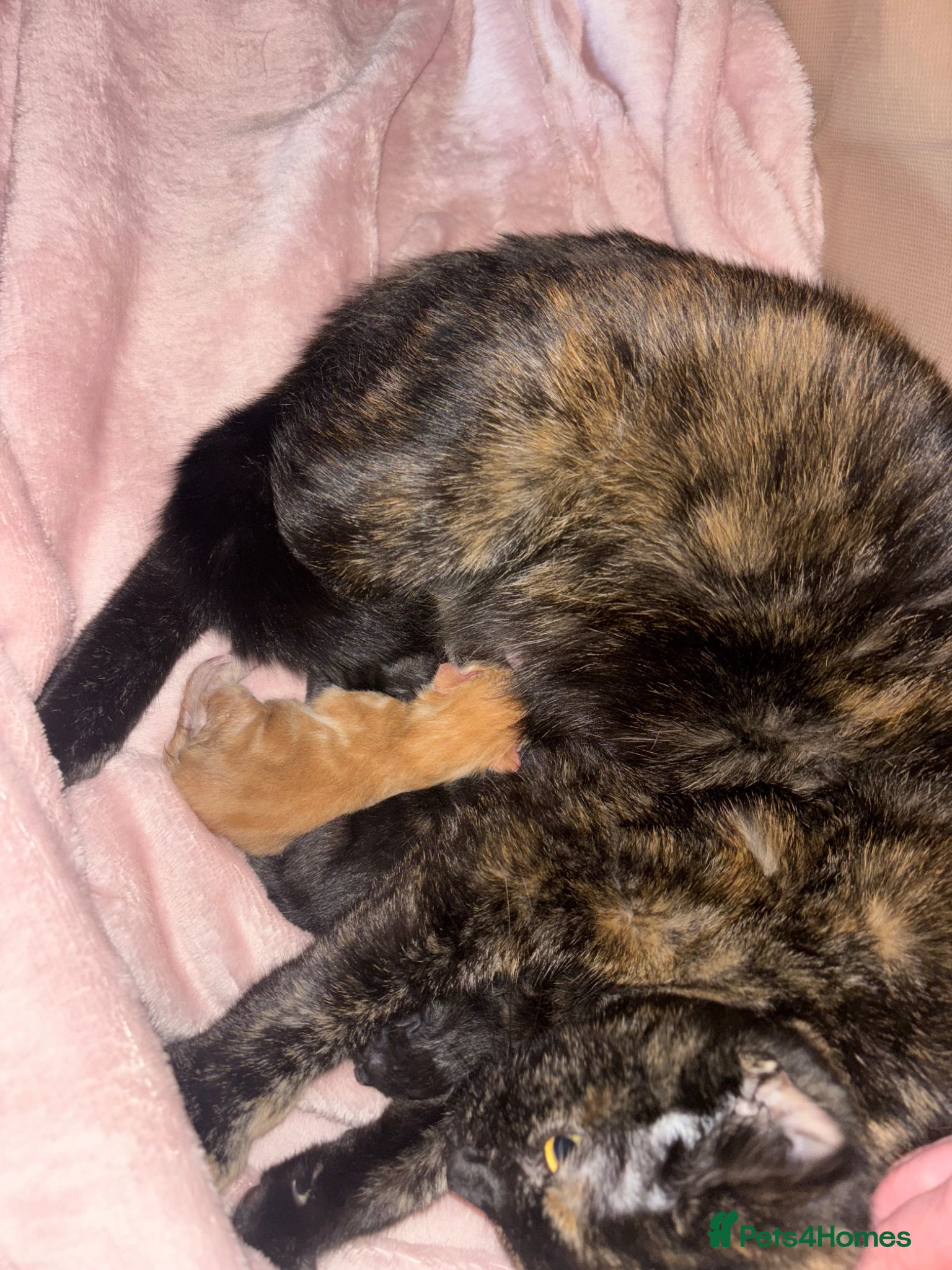 Mixed Breed cats Kittens , available 7th June!  - Advert 3