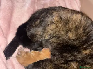 Mixed Breed cats Kittens , available 7th June! - Advert 3