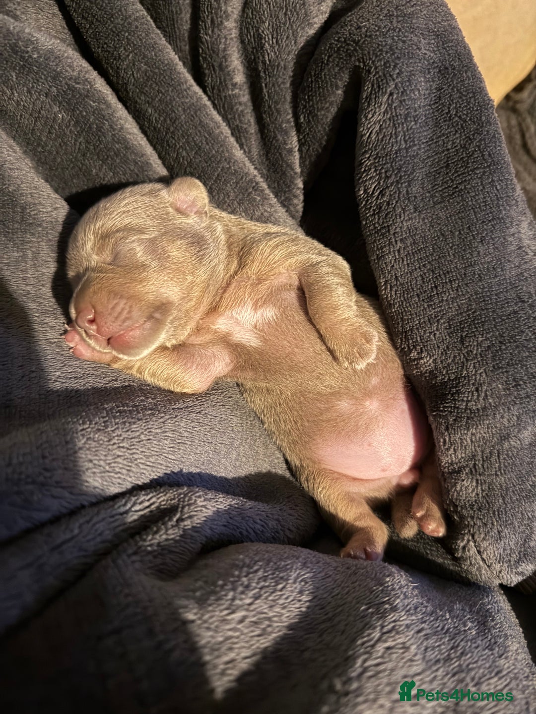 Jack Russell dogs for sale: Wenlock JRT Lilac Bitch (Last one left)  - Image 5