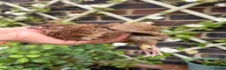 Quail poultry for sale: Scarlet / Red range Coturnix quail  - Advert 8